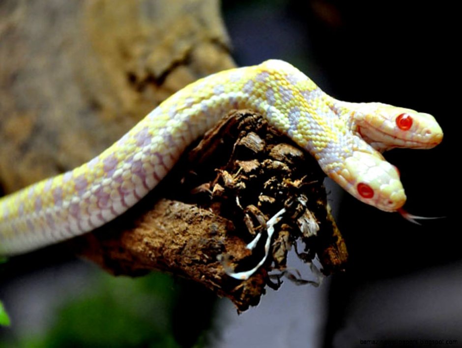 Королевская змея Калифорнийская Albino