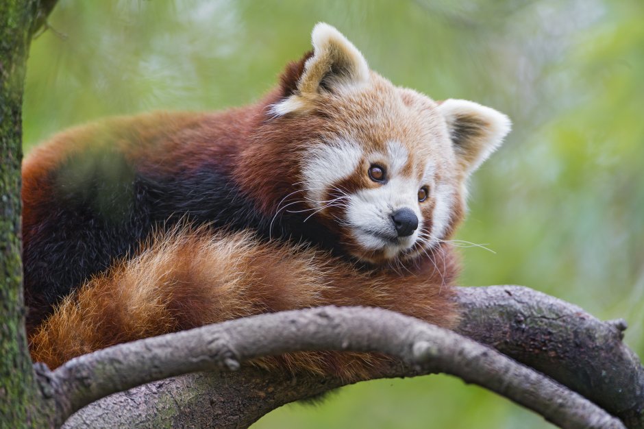 Малая красная Панда Firefox