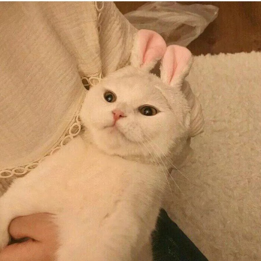 Кошка корсика