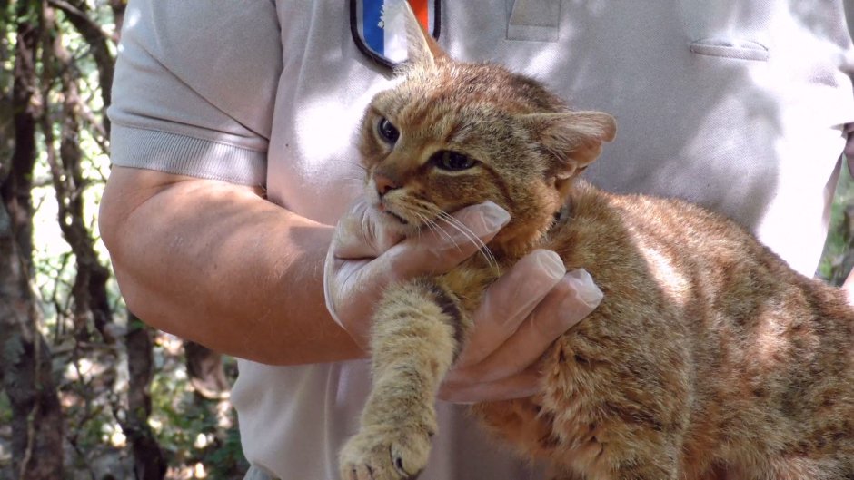 Кошачий Лис гьяттуволпе