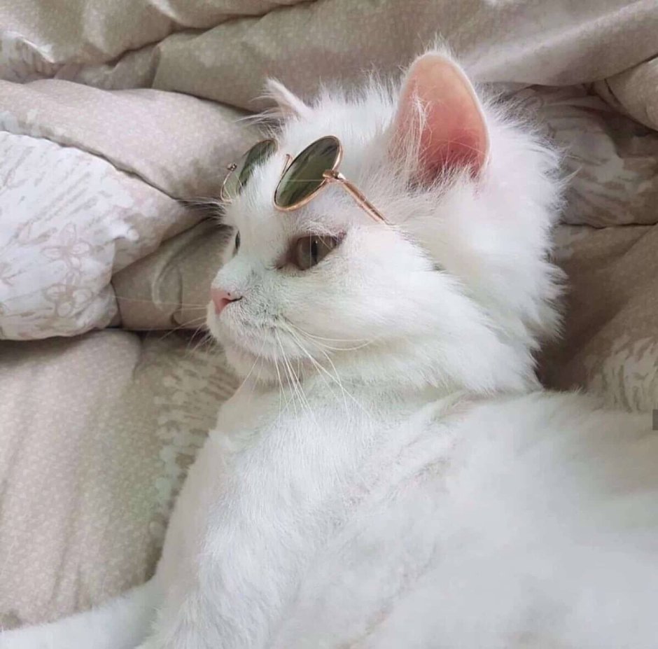 Котики Эстетика