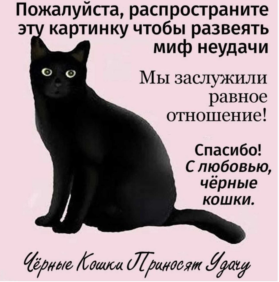 Black Cats are the best luck