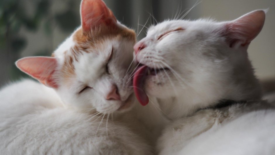 Коты облизывают друг друга