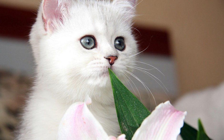 Очень красивые котики
