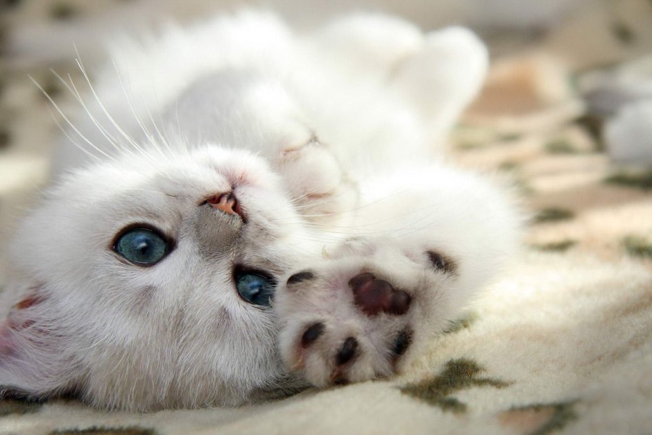 Котенок соскучился
