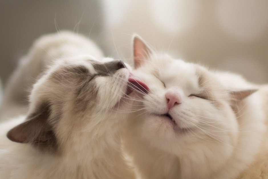 Нежные котята