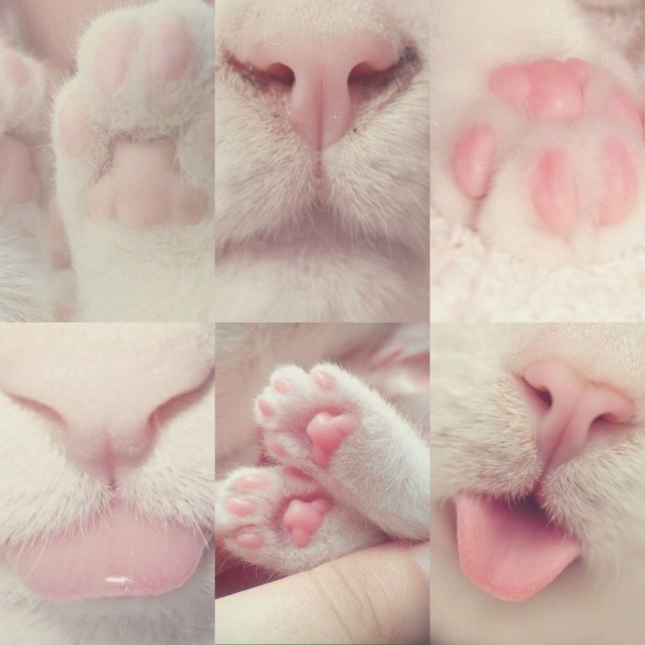 Котики Эстетика