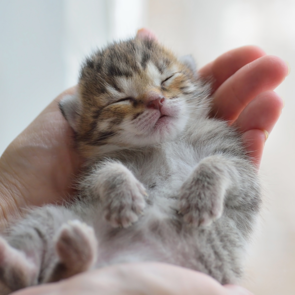 Маленький котенок в ладошке