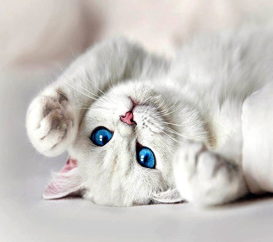 Котик 1200 на 900