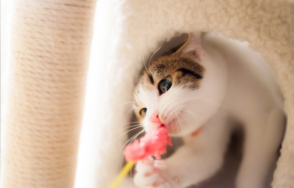 Нежная котейка