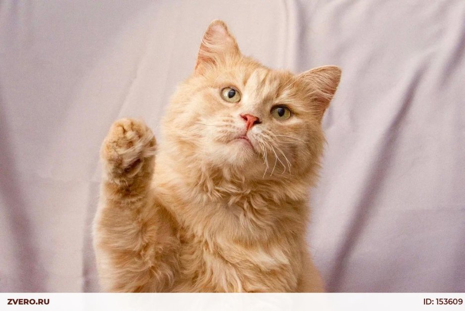 Котики пара любовь
