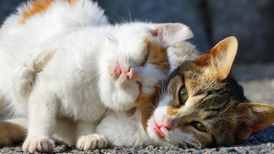 Влюбленные кошки