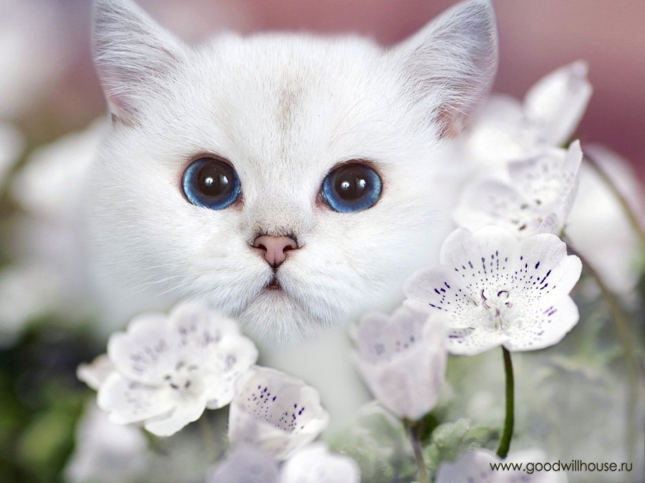 Красивая белая кошка