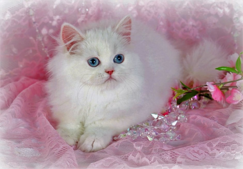 Розовый котенок
