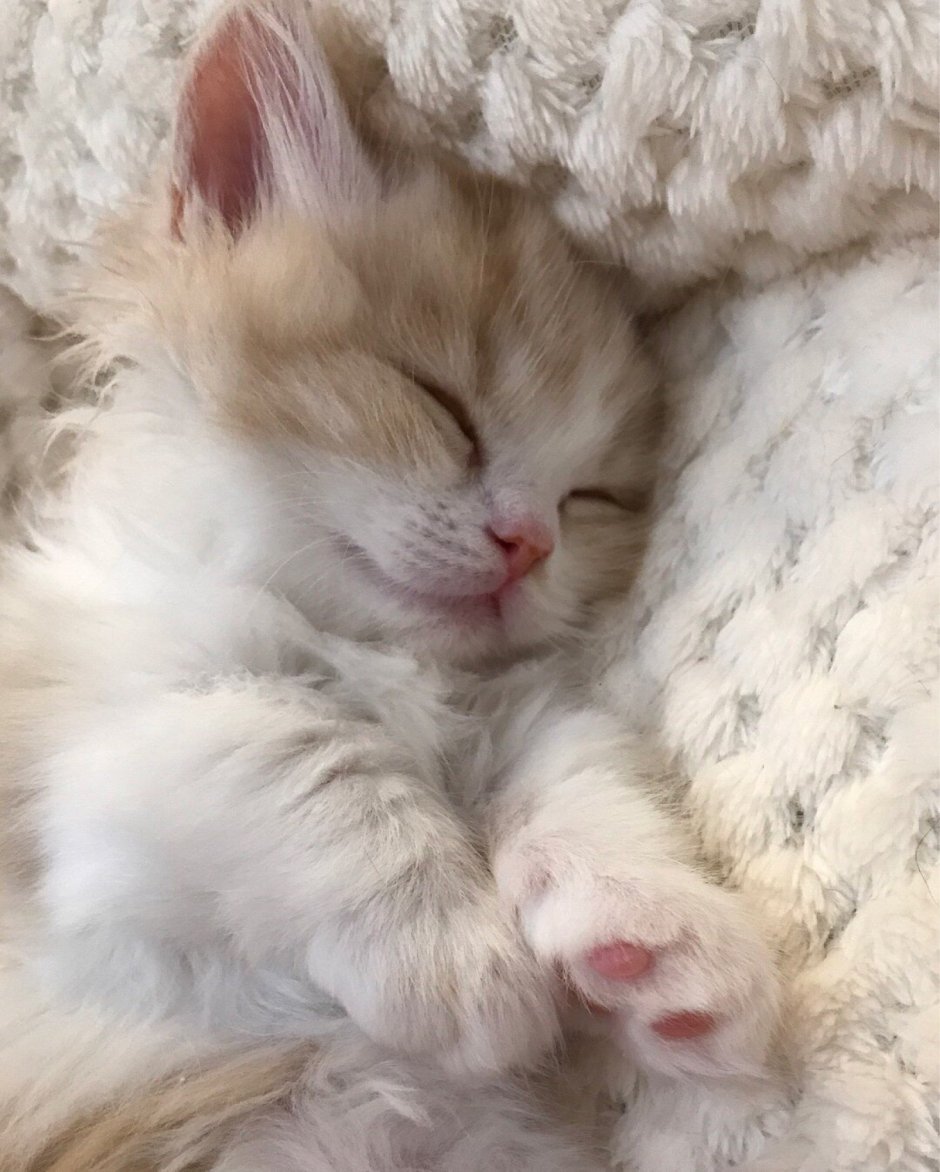 Милые котики с сердечками