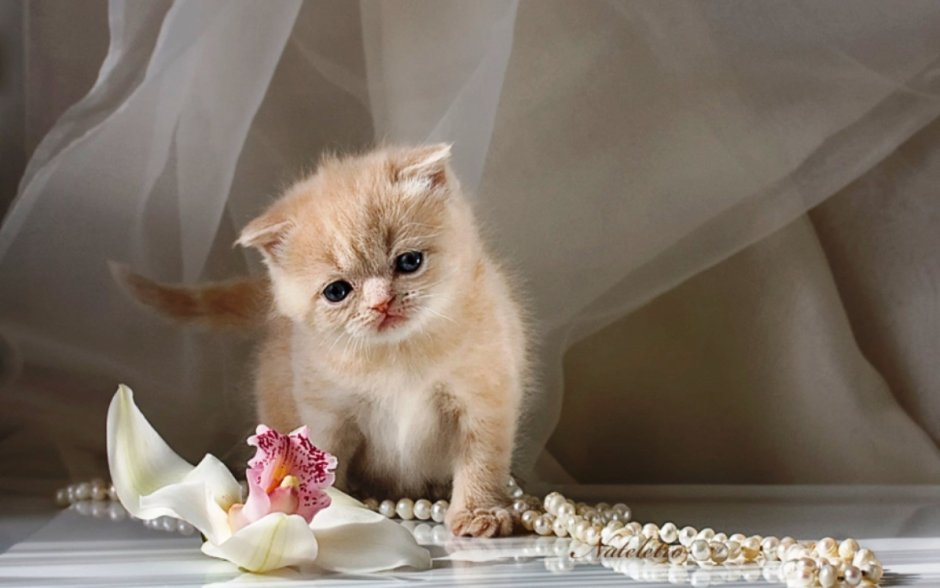 Нежные котята