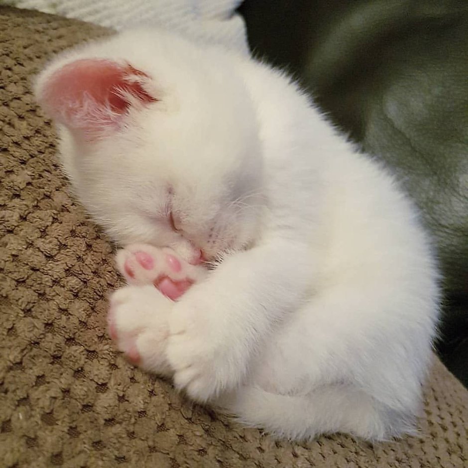Маленький белый котик