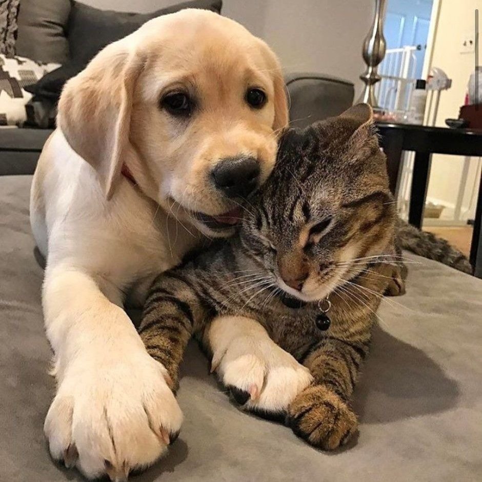 Котики вместе