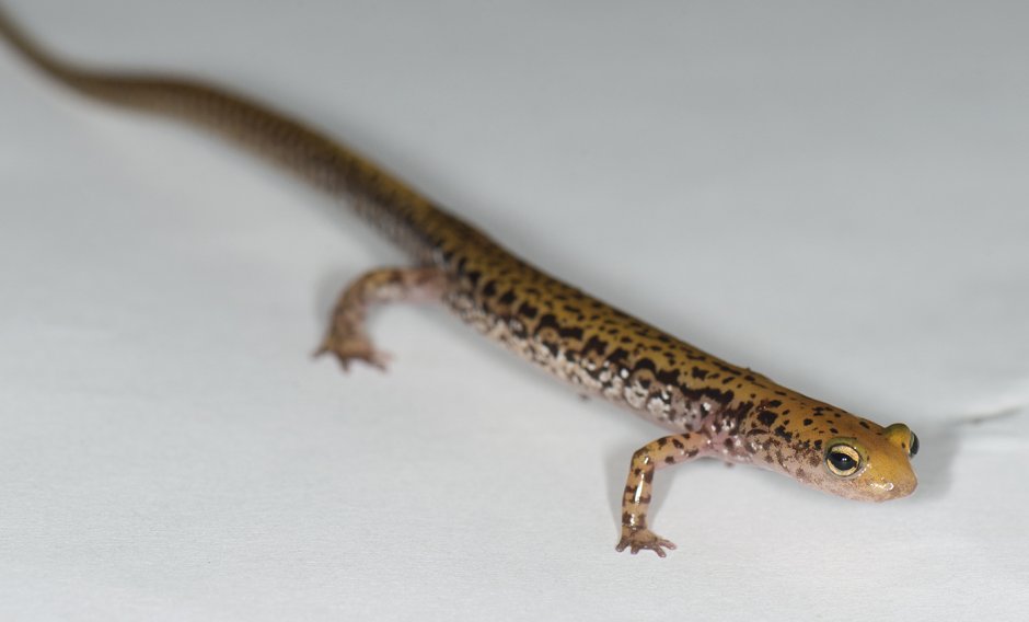 Уссурийский когтистый Тритон Onychodactylus fischeri