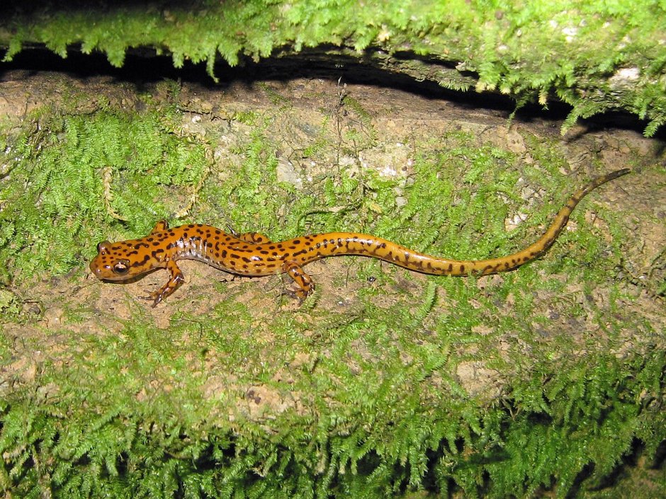 Уссурийский когтистый Тритон Onychodactylus fischeri
