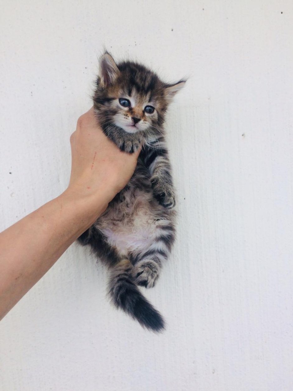 Котята с кисточками на ушах