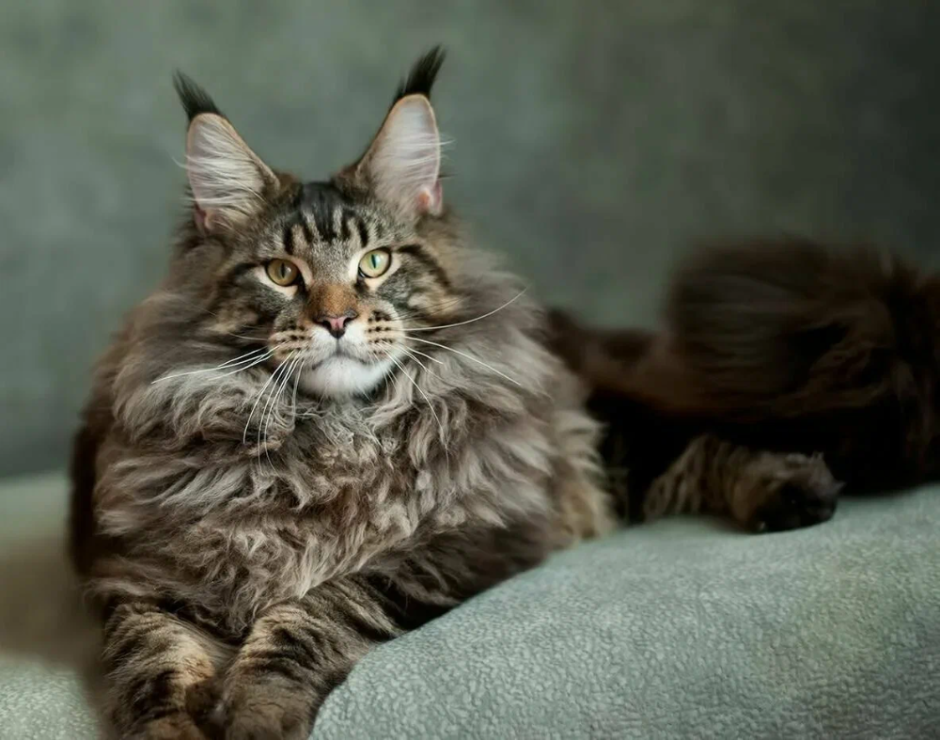 Кошки Мейн куны