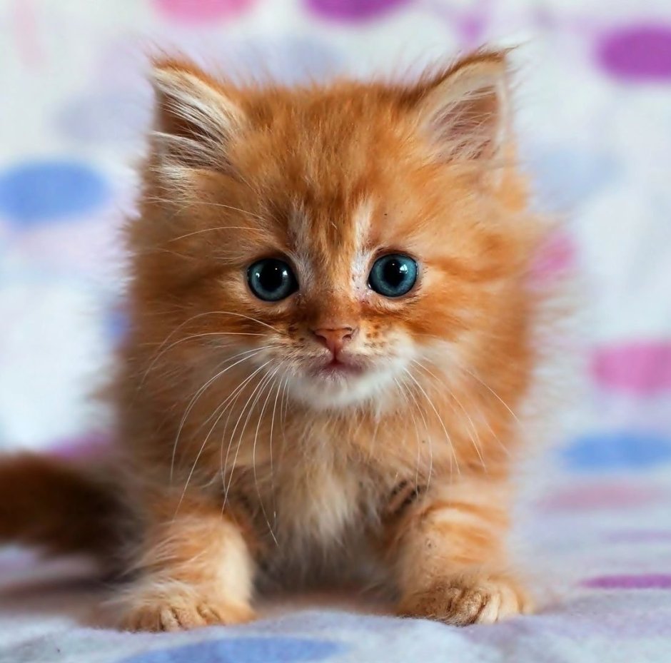 Милый котенок