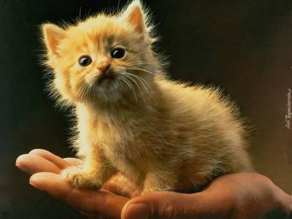Котенок на ладошке
