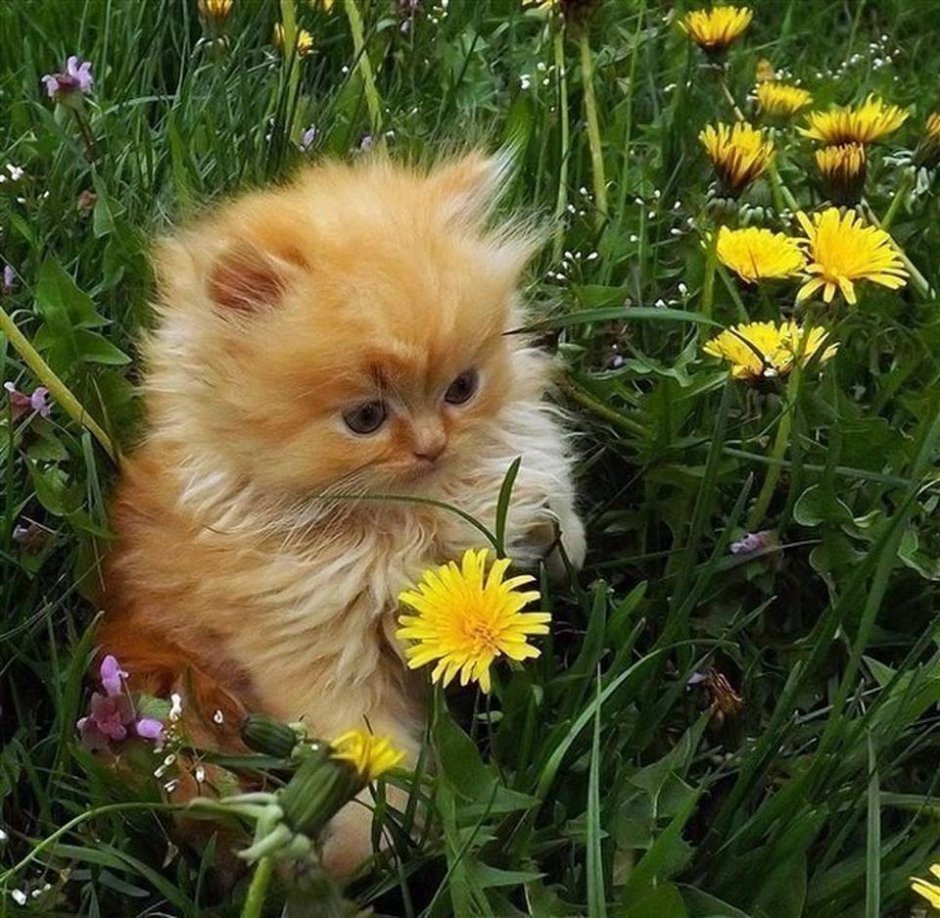 Рыжий котенок в цветах