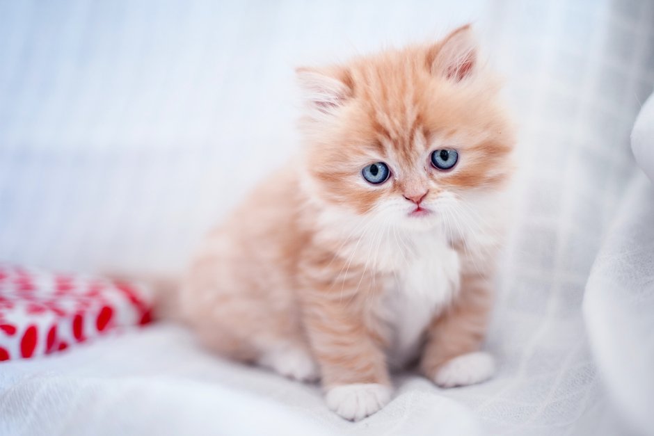 Милые котики