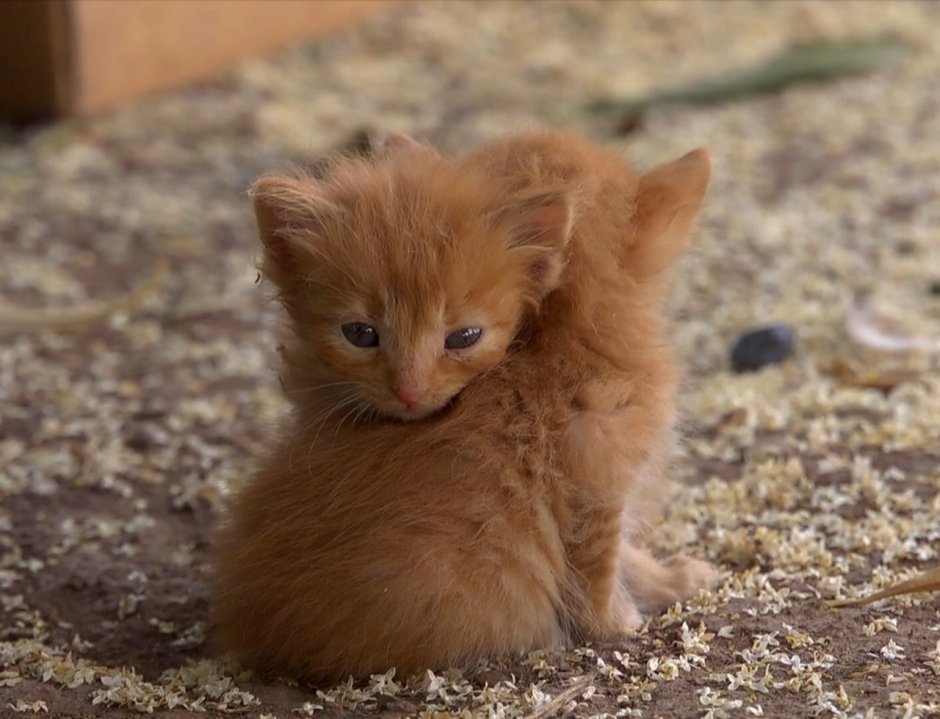 Маленький рыжий котенок на улице