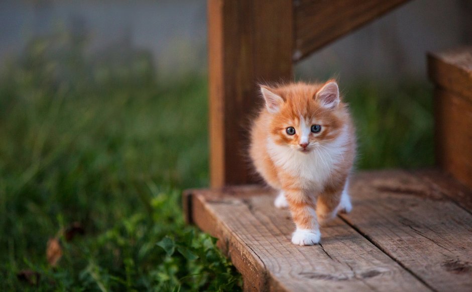 Котёнок рыжий пушистый HD
