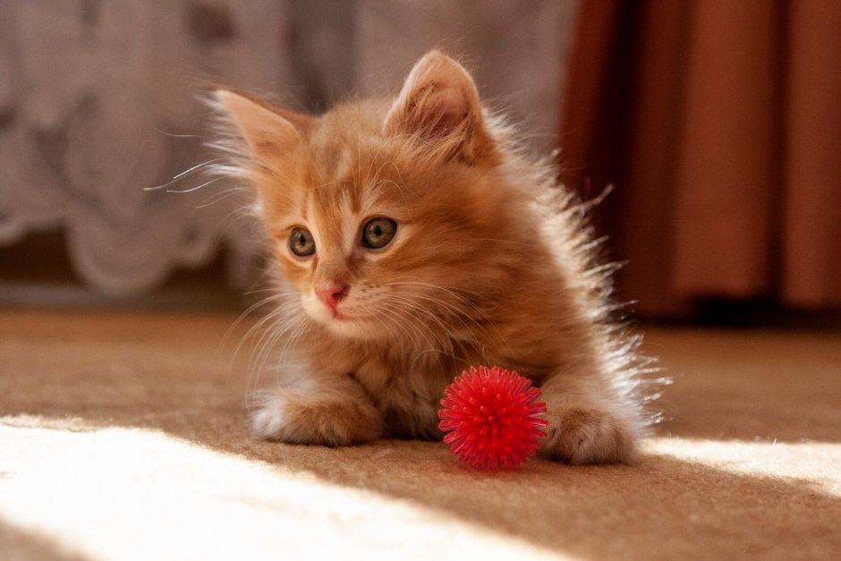 Маленькие котики