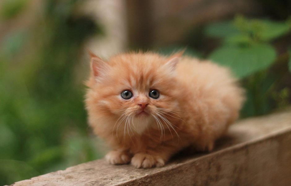 Кошки маленькие красивые породистые