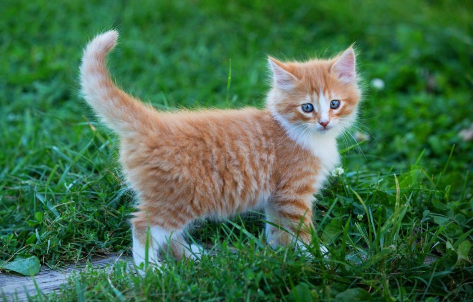 Рыжий котёнок