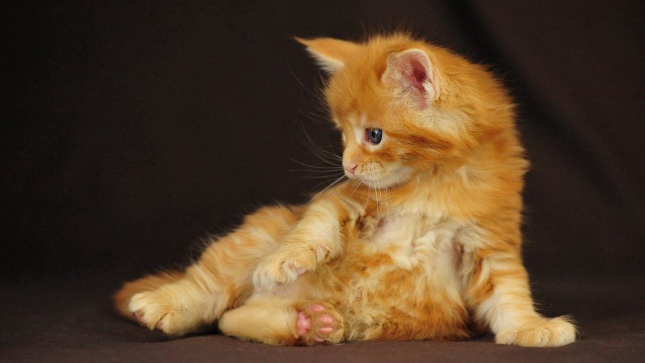 Котята Мейн кун бело рыжие