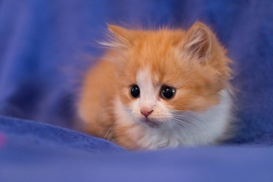 Маленький котенок