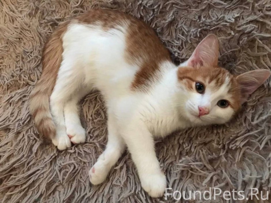 Белая кошка с рыжими пятнами
