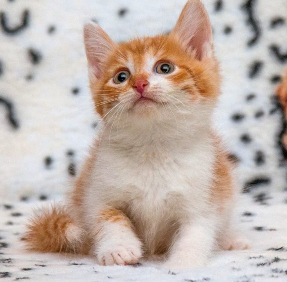 Рыже белый котенок