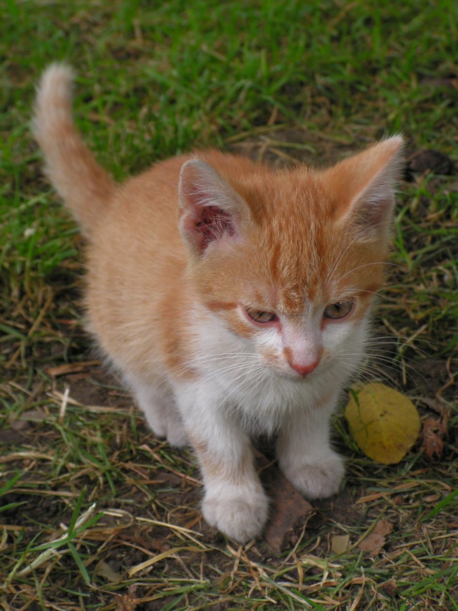 Рыжие коты маленькие