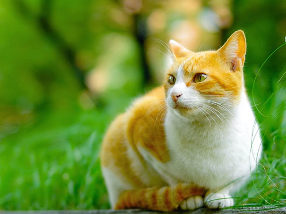 Кошка рыжая с белым