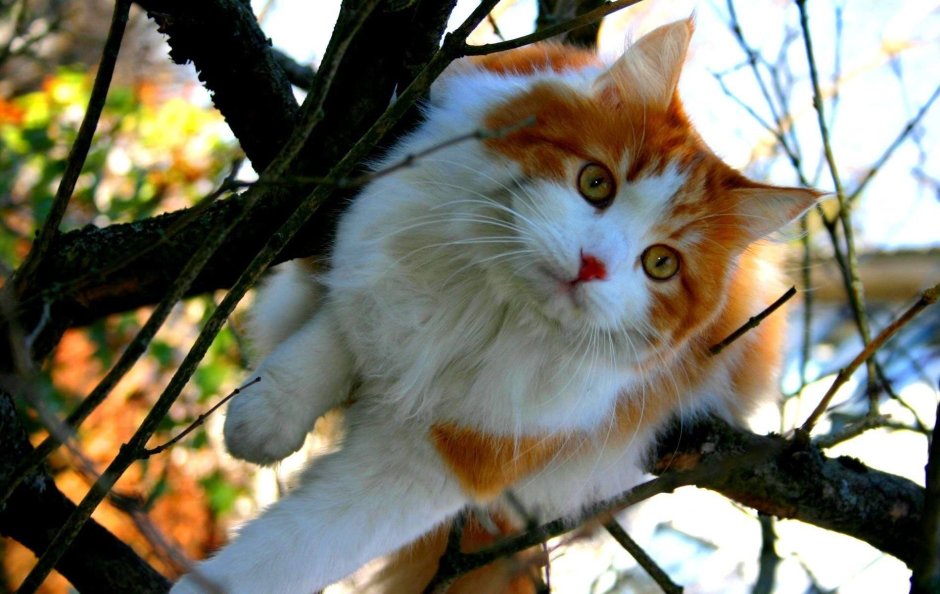 Рыже белые коты