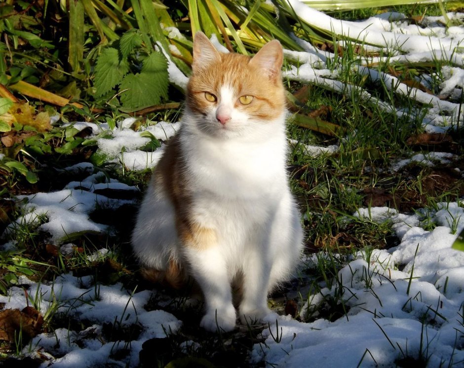 Кошка рыжая с белым