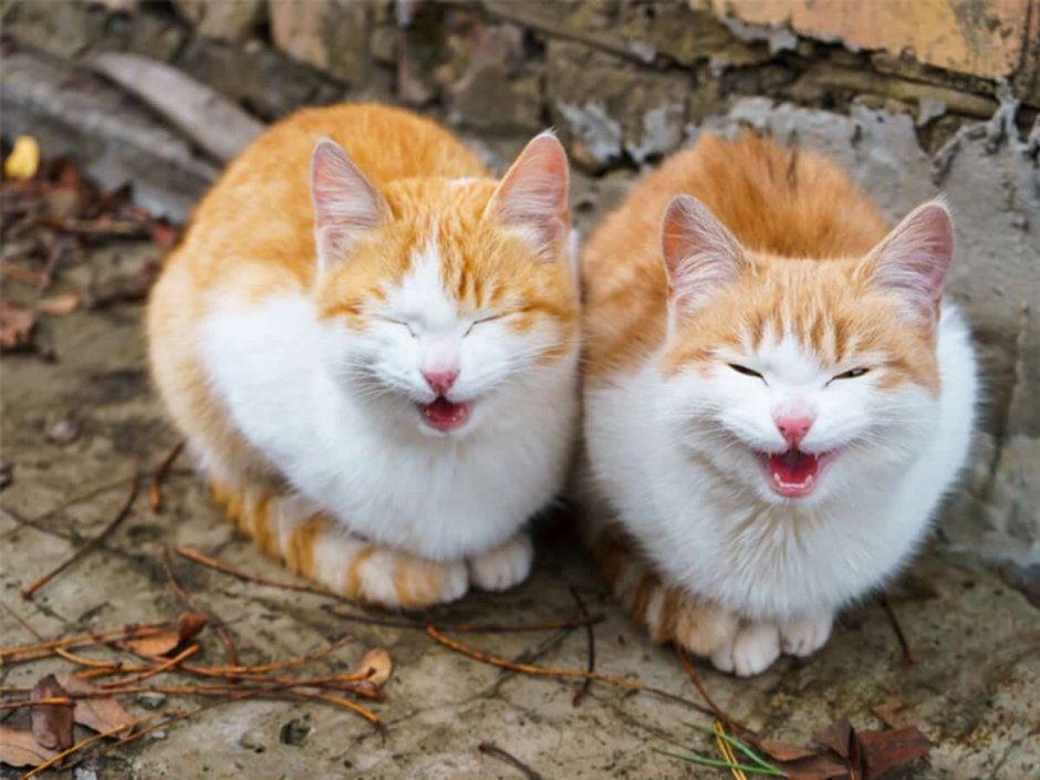 Кошка рыжая с белым