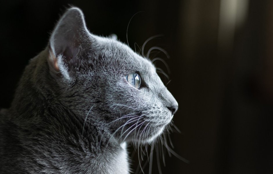 Кошка серая