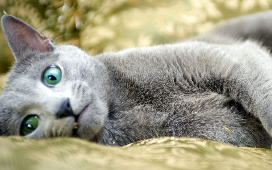 Голубой кот