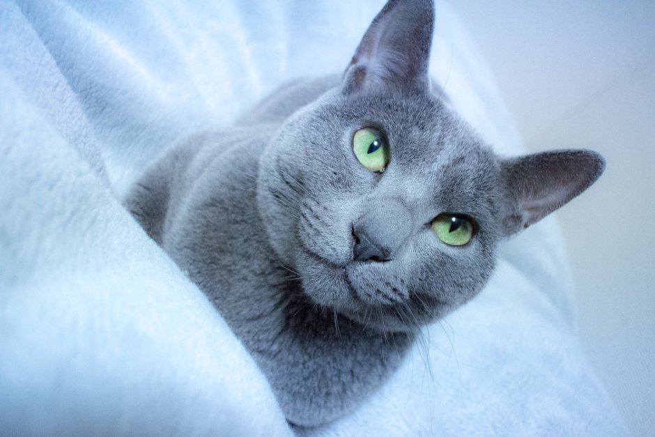 Сибирский голубая кошка короткошерстная