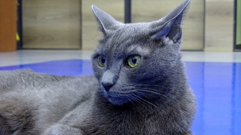Сибирский голубая кошка короткошерстная