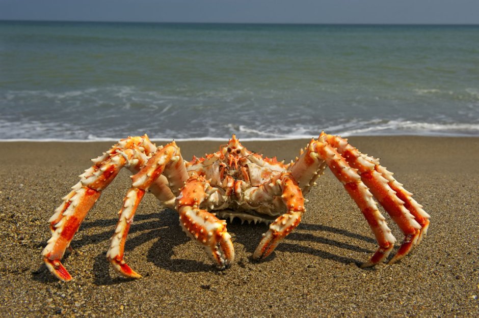 Краб Камчатский