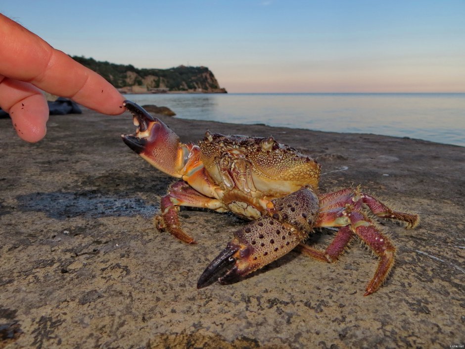 Крымский краб